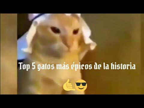 Top 5 gatos más épicos de la historia