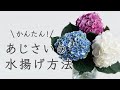 紫陽花(アジサイ)の水揚げ方法を説明 - 青木園芸のあじさい