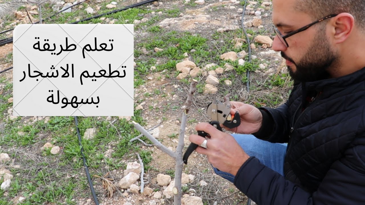 تعلم طريقة تطعيم الاشجار بالقلم بسهولة (التركيب)
