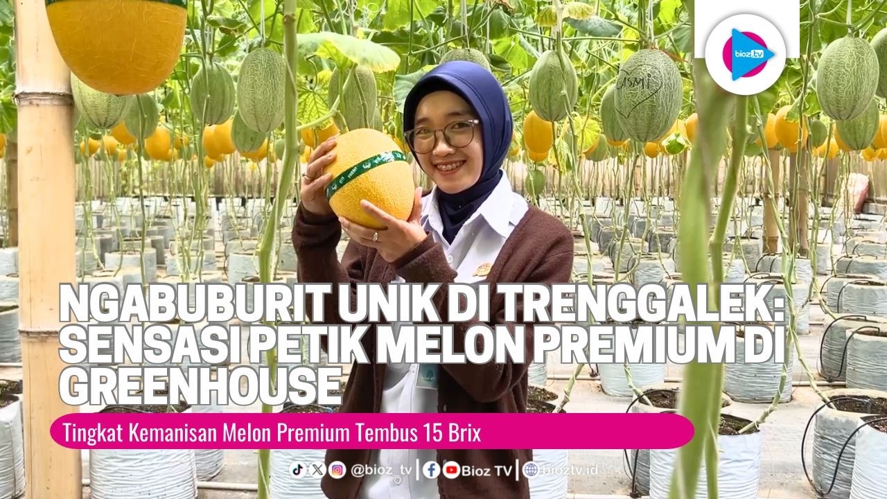 Ngabuburit Unik di Trenggalek Sensasi Petik Melon Premium di Greenhouse, Manisnya Tembus 15 Brix