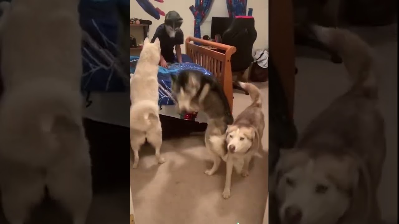 Dogs Get Confused on Witnessing Owner Wearing Dog Mask - 1288882