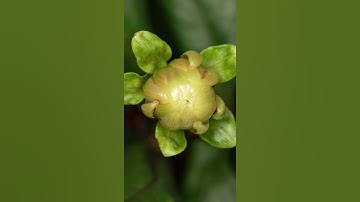 How the Dahlia flower blooming Time Lapse #shorts