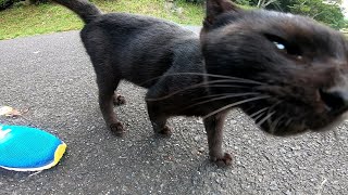 公園の人懐っこい黒猫ちゃんゴロゴロと猛烈に甘えてきた