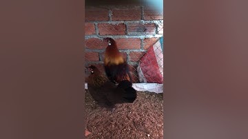 Cách thuần gà rừng mới bẫy về nhanh dạn