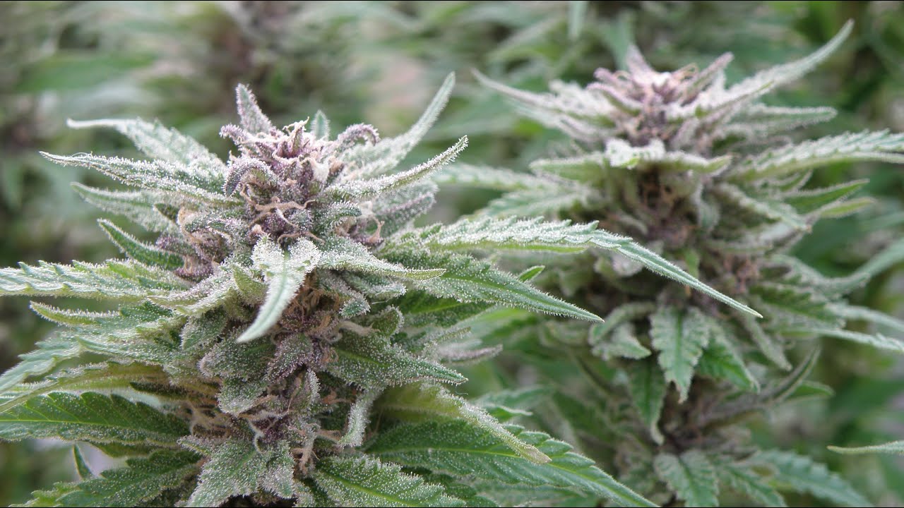 Peppermint Kush Cannabis Plant Ready for Harvest ️ YouTube