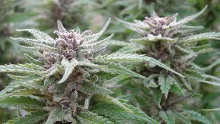 Peppermint Kush Cannabis Plant Ready for Harvest ✂️ 2020