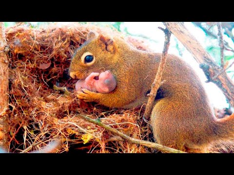 Vidéo: 5 écureuils Gris Sauvés Après Que Leurs Queues Se Soient Entremêlées
