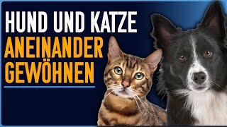3 Schritte zur Zusammenführung von Hund und Katze! Einfach und alltagstauglich by Hundeschule Stadtfelle 11,103 views 5 months ago 8 minutes, 2 seconds