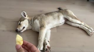 Puppy Wakes Up To Her Favorite Food