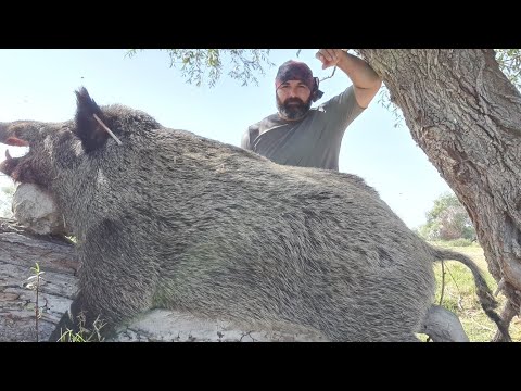 AKSİYON DOLU YABAN DOMUZU AVI - YENİ SEZON / PERFECT WİLD BOAR HUNTİNG , Extreme Feral  Hog 2022