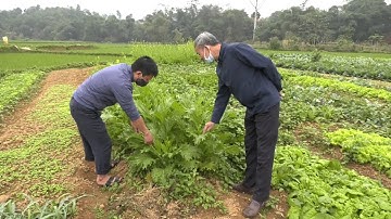 Phát huy hiệu quả và nâng cao thu nhập từ trồng rau an toàn