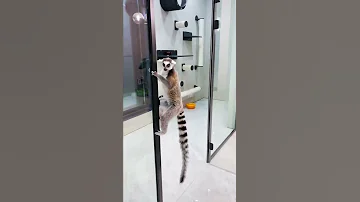 Кошачий лемур Марго осваивает новую территорию 😸 Планы на будущее 🤔