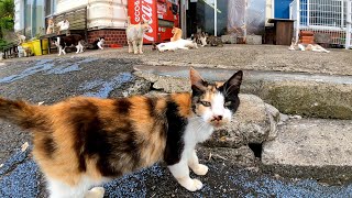 島の商店の前で開店を待っている猫のお客さん