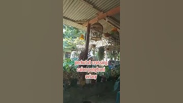 aviary minimalis  #short perkutut