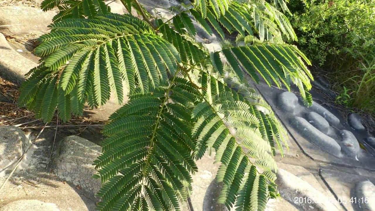 Timelapse Of Persian Silk Tree Leaves Opening At Dawn ネムノキの開葉運動 早回し映像 Youtube