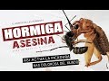 Hormiga bala VS Grillo 😱  Así actúa la PICADURA MAS DOLOROSA DEL MUNDO en otro insecto