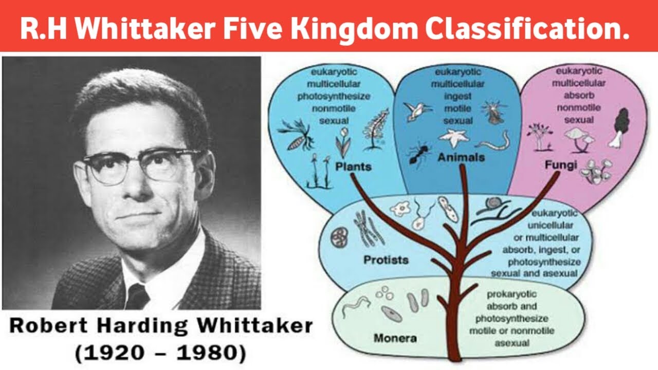 R H Whittaker Five Kingdom Classification Fy Bs C Biotechnology Gujarat University