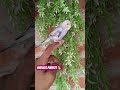 Cute Happy bird's 🦜🦜🦜 #shorts #viral #video #birds