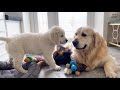 Funny Puppies keep the Golden Retriever from resting with their play