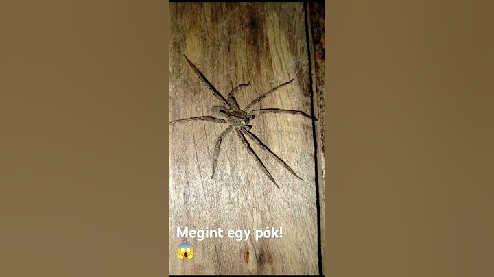 Minden este egy újabb pók! 😱 #amazónia #pók #horror