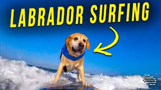 Labrador Surfing on Its Own on a Board With a Camera Attached