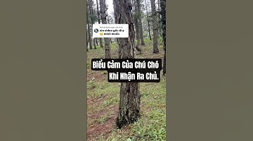 Cảm động chú chó tìm thấy chủ sau nhiều ngày thất lạc. #dog #animals