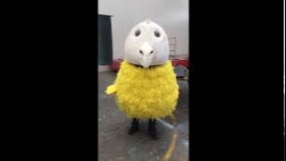 year of the chicken