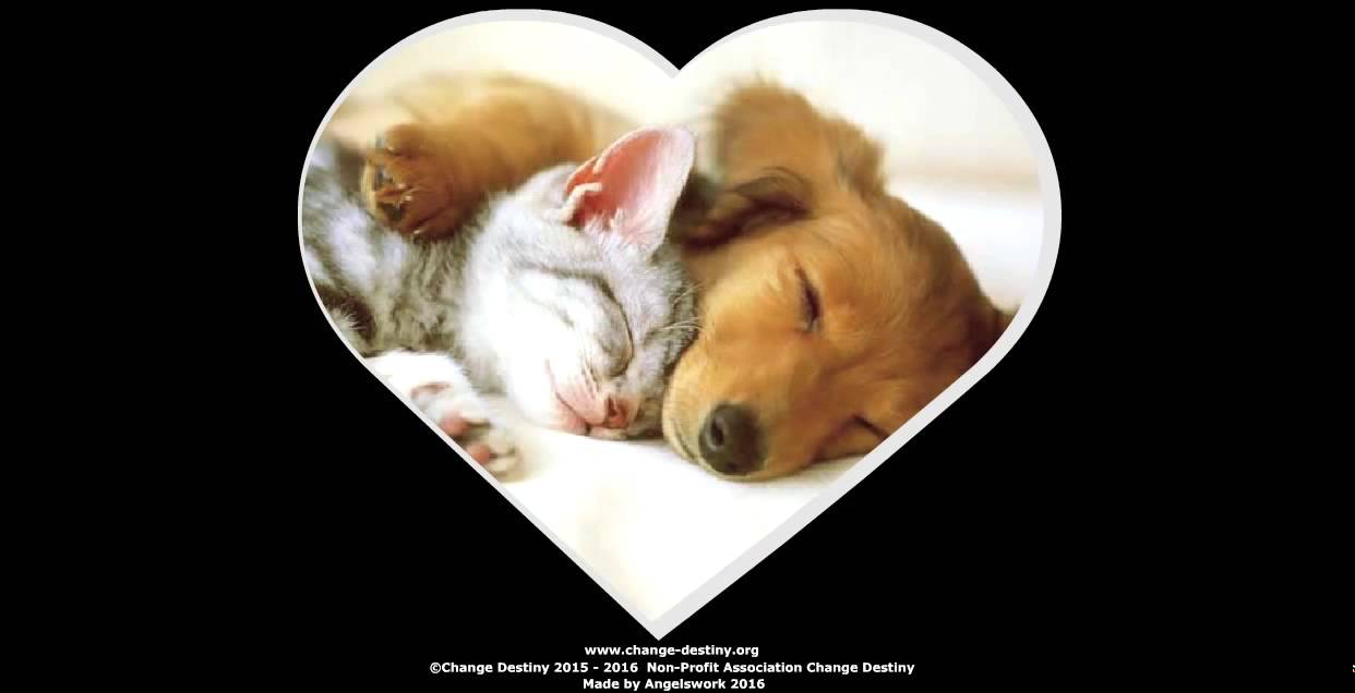 Change Destiny NGO Campaign for Antispecism