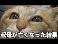 【どうする】飼い主が亡くなった...残された猫を譲渡しようにも引取り手が見つからず...残された家族が最後に頼ったのは...