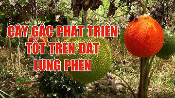 Cây gấc phát triển tốt trên đất lung phèn | CHUYỆN NÔNG GIA