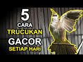 5 CARA BUAT BURUNG TRUCUKAN GACOR SETIAP HARI