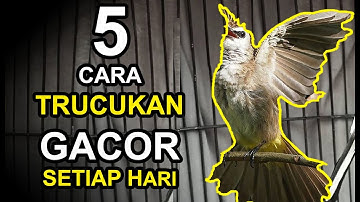 5 CARA BUAT BURUNG TRUCUKAN GACOR SETIAP HARI