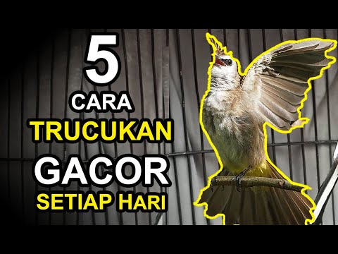 Video: 4 Cara Menyembuhkan Cerucuk Secara Semula Jadi