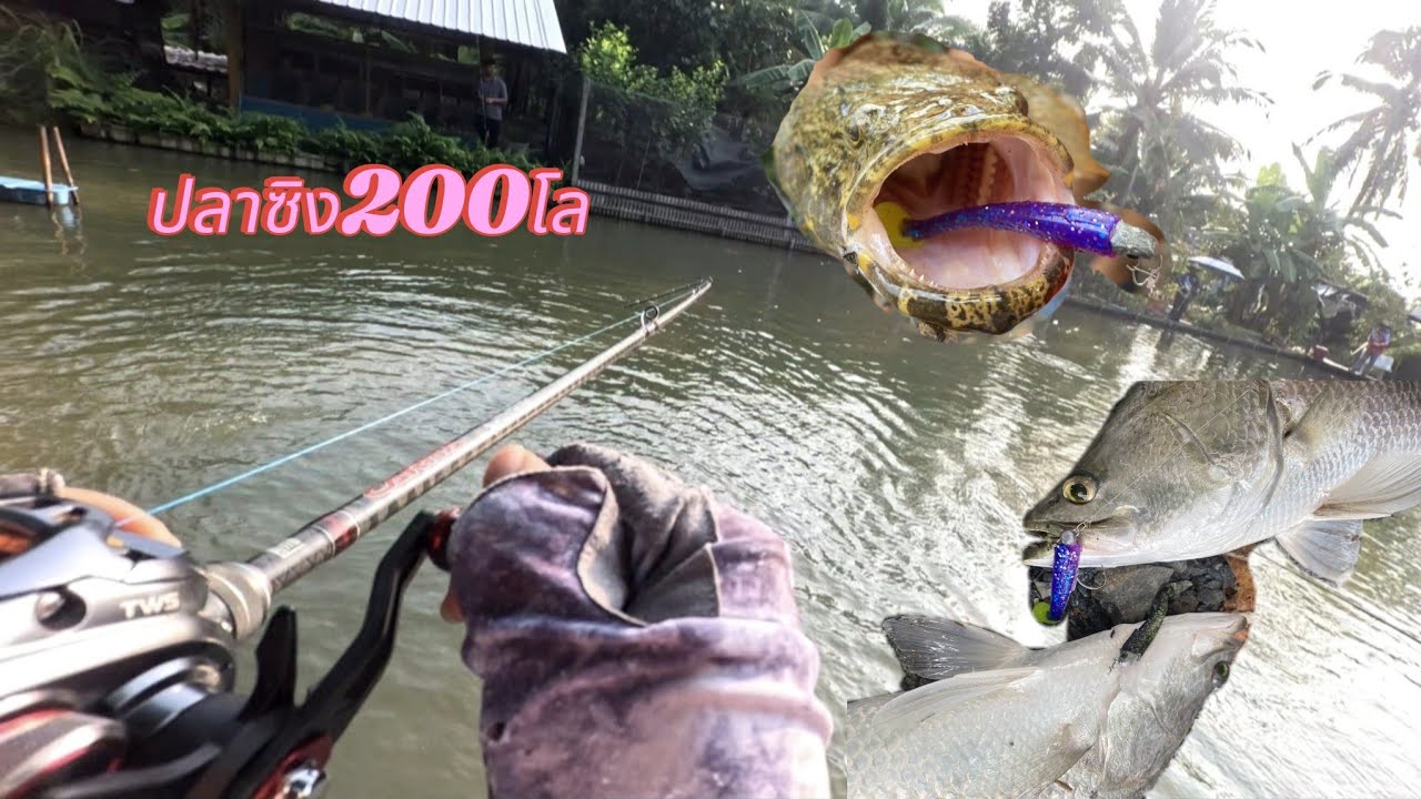 บ่อ [ นิ๊กเกษตรบ้านสวน ] ตกกะพง ในดง ไก่เเจ้🐓#กะพงบุฟเฟต์