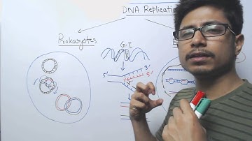 Prokaryotic DNA Replication vs eukaryotic DNA Replication