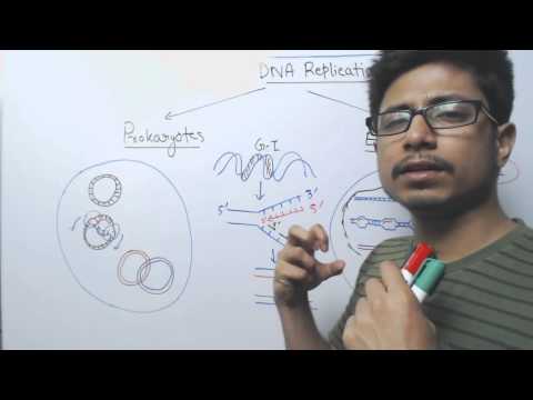 Video: May plasmid DNA ba ang mga prokaryotic cells?