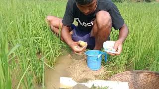 Amazing Fishing in Paddy Fields||Fish Catching in Water Flow||Village Best Fishing Unique Techniques