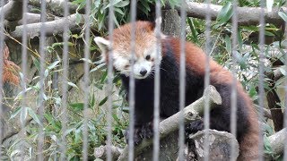 20180602 Red Panda Taipei Zoo