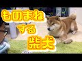 パパの言葉を一生懸命、真似する柴犬　A pet dog that speaks "cat's words"?