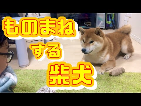 パパの言葉を一生懸命、真似する柴犬　A pet dog that speaks "cat's words"?