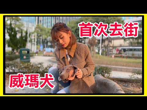 趙展彤VAL與威瑪犬首次去街，留言估下背景音樂歌名