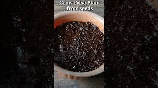 How to grow Falsa Plant from seeds. #shorts #fruit #seeds #falsaplant