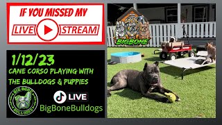 8 Month-Old Italian Mastiff Protects Bulldog Farm | What Makes This Dog So Special? by The Bulldog Breeder 393 views 1 year ago 23 minutes