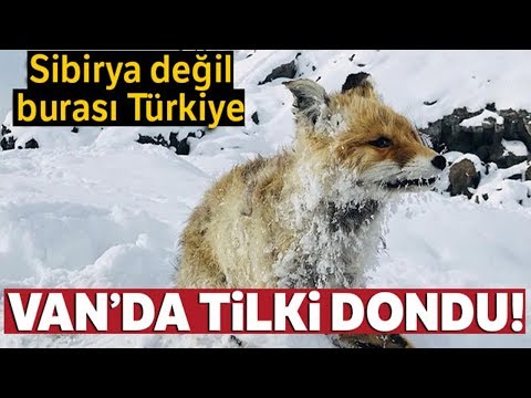 Van da Donmuş Tilki Görenleri Hayrete Düşürdü!