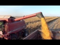 Vrsenje kukuruza sa Case 2388 ( 9 oktobar 2012 )