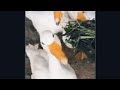 Ördekler Çiftleşiyor / Kaz Çiftleşmesi 🙄
