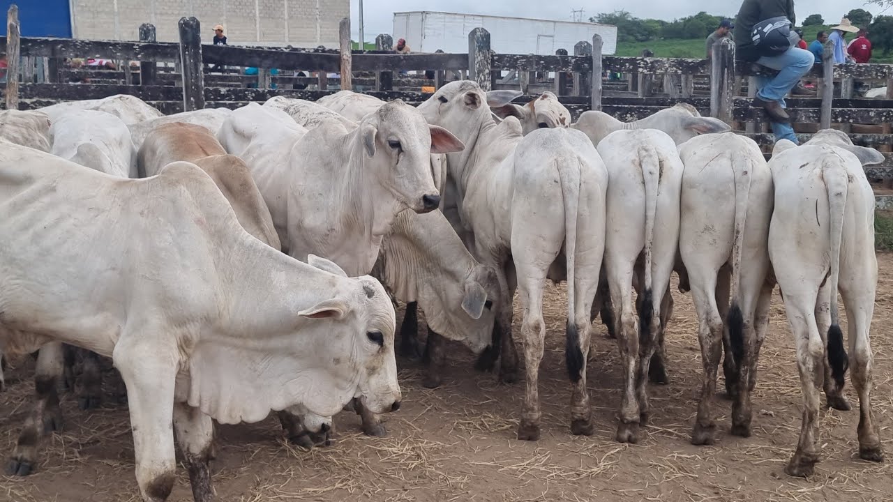Feira de gado em São João-Pe 02-03-2026 gado extra 