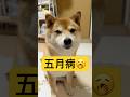 はちやまからのエール🌱✨#柴犬 #豆柴 #shibainu #犬 #犬のいる暮らし #shorts