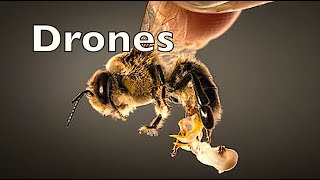 Honey Bee Drones