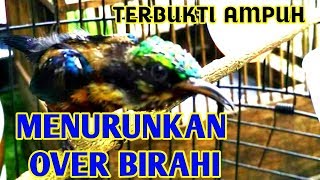 Tips MENURUNKAN BIRAHI Kolibri Ninja